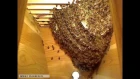 High speed summary of Life inside the Beehive / Snabbspolning genom livet i bisamhället