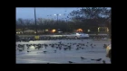 Kind of eerie as 1000s of birds descend onto busy parking lot!