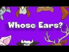 Whose Ears? | Learn Animals Song for Kids