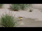 Grey wagtail / Горная трясогузка / Motacilla cinerea