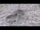 Common yellow-toothed cavy / Обыкновенная куи / Galea musteloides