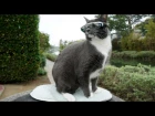 Cat Wears Sunglasses Due To Eye Condition
