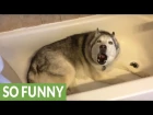 Stubborn Husky throws hilarious temper tantrum
