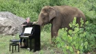 Debussy "Clair de Lune" on Piano for 80 Year Old Elephant