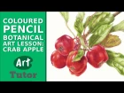 Coloured Pencil Botanical Art Lesson: Crab Apple