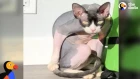 Hairless Cat Is THE DARK LORD Of His Household | The Dodo