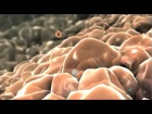 Virus Infects A Cell on Vimeo
