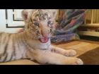 Dog adopts baby tiger cubs