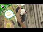 How many times do pandas fall down every day? Countless! | iPanda