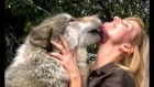 HUGE GREY WOLF - WITH WOLF GIRL ANNEKA (large wolves)