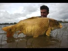 The Gold Session- Carp Runs / Freestyle  Fishing