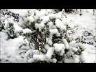 СНЕГ ЗИМА  ПРИРОДА SNOW WINTER NATURE