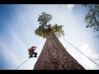 Climbing Big Lonely Doug, Canada's 2nd Largest Douglas-fir Tree