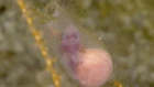 Живой эмбрион акулы на дне океана
