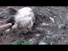 Такое можно увидеть только в Велесе, заснул или притворяется))) любим медведей, а страшно)))