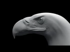Eagle Sculpting TimeLapse Zbrush / Скульптинг орла в Zbrush