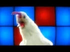 TECHNO CHICKEN (☆ Extended HD by Dj B'Oli Wood) by Oliver Chang ♫