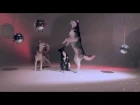 Mishka the Talking Husky's First Music Video!