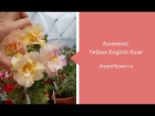 Ахименес Yellow English Rose («Йеллоу Инглиш Роуз»)