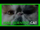Mad Scientist Cat (Ep. 01)