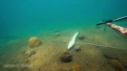 Красивый выстрел на подводной охоте  Kill shot barracuda