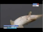 ГТРК СЛАВИЯ Замор рыбы в Вишерском канале 25 07 18