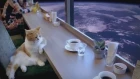 Space cat in cafe (10 hours) / Космический кот в кафе (10 часов)