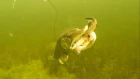 Fishing in Ireland: attacks on Mike the Pike underwater. Рыбалка щука атакует под водой.