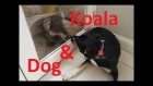 Koala and Dog Make Friends - Australian Kelpie