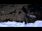 Гибнет рыба в канале новосибирского Шлюза