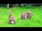 Big Flemish Giant bunny rabbit: running, playing, digging