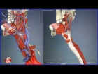Глотка и гортань, строение (горло) | 3D Анатомия человека | Внутренние органы