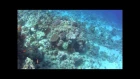 Красное море - риф, Otium amphoras.  SONY HDR-AS100V