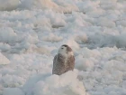 Snowy Owl Rides on a Small Ice Floe