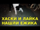 Dog Husky and Laika found the Hedgehog / Хаски и Лайка нашли ЕЖИКА