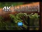 Redwood Forest Pine Tree 4K | ELEMENTS Fine Art Static Ambiance Video by Nature Relaxation