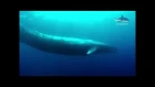Синий кит / Balaenoptera musculus / Blue whale