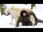 Wolves in the snow - Polarwölfe spielen im Schnee