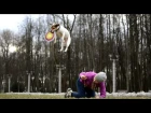 Amazing Dog Tricks → Jack Russell Terrier GRETA