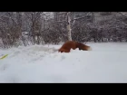 Tiki the fox is happy because of the snowfall (Day 327-328)