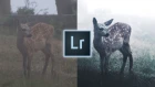 How to Edit Like @lorenz.weisse Instagram Lightroom Editing Tutorial Moody Misty Wildlife Edit
