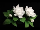 ABC TV | How To Make Gardenia Paper Flower From Crepe Paper - Craft Tutorial
