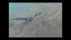 Ice Fishing Brook Trout - Under Water View!