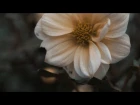 METI$ — DEAD FLOWERS (Мёртвые цветы)