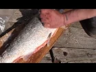 Так поморы солят сёмгу / Know how the local people of White sea area salt the salmon