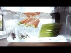 Beginning Sous Vide Recipe • Asparagus and Carrots • ChefSteps