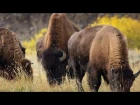Yellowstone National Park in 8K 60P (FUHD)