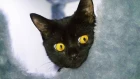 Новый домик для котенка / Смешные кошки и коты | SANI vlog