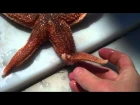 Starfish (Seastars) Regenerating their Arms