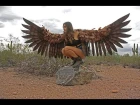 Sizing and stringing fake feathers - Harpy wing build